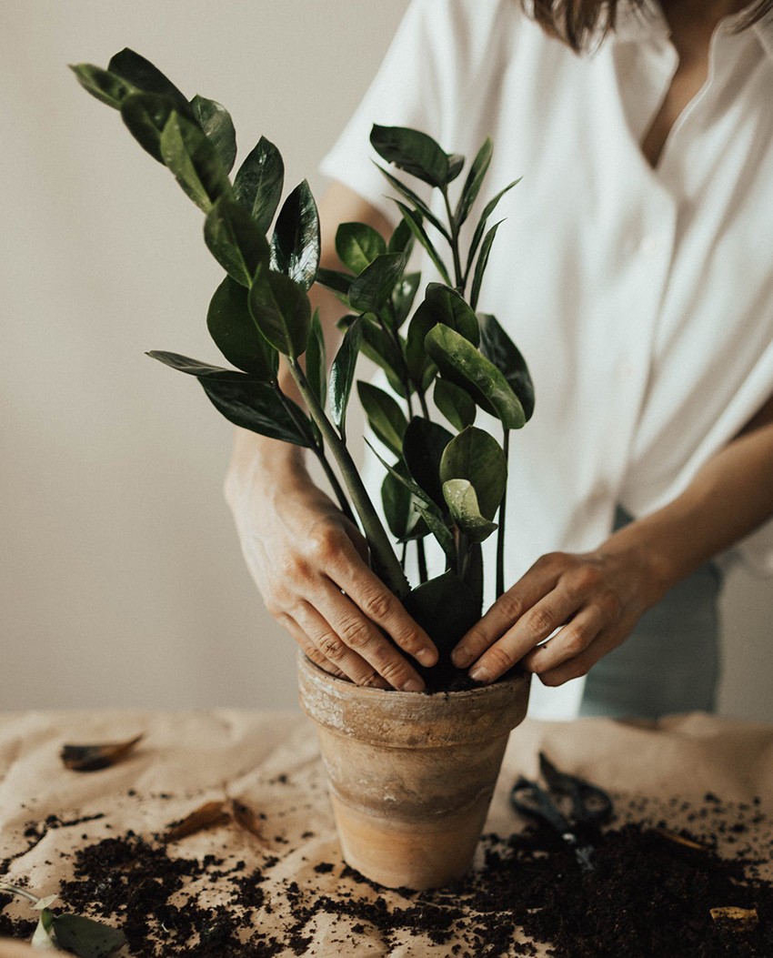 what-plants-like-coffee-grounds-le-french-press